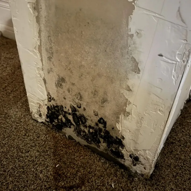 Professional Mold Removal in Carolina Beach, NC